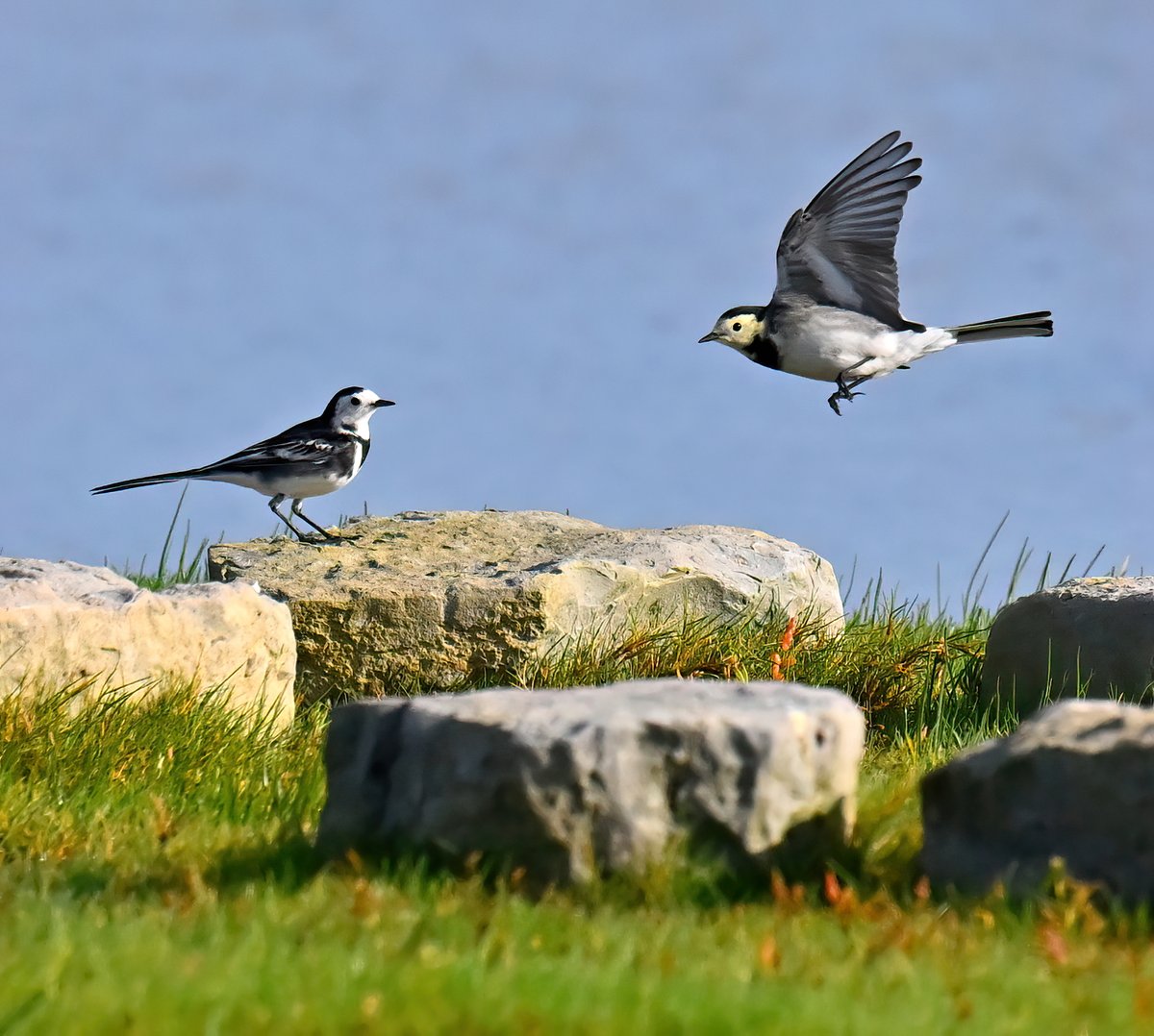 Carl Bovis tweet media