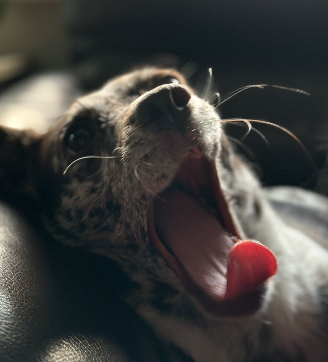 The Birley Academy (@birleyacademy) on Twitter photo The face of a #therapydog after a long day at work with our amazing pupils and staff. <a href="/LEADAcadTrust/">L.E.A.D. Academy Trust</a> #rescuedogs #kindness #respect The face of a #therapydog after a long day at work with our amazing pupils and staff. <a href="/LEADAcadTrust/">L.E.A.D. Academy Trust</a> #rescuedogs #kindness #respect