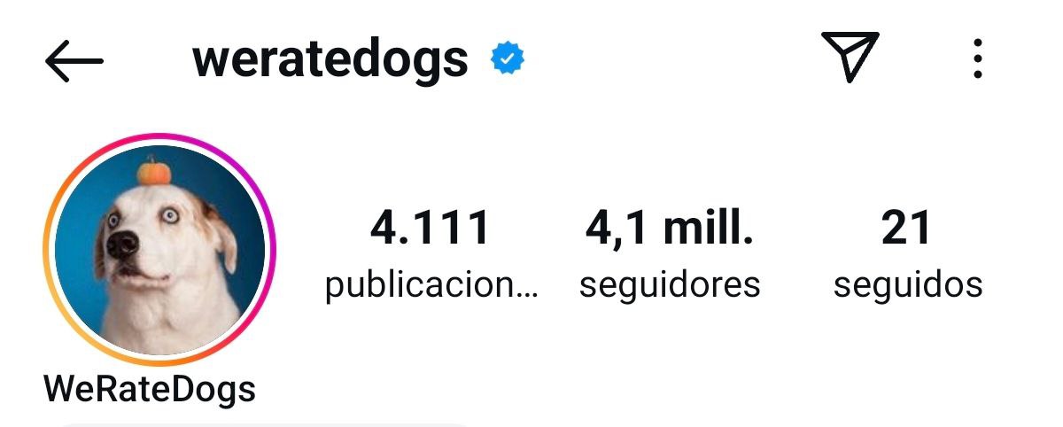 Base Wrapped Dog tweet media