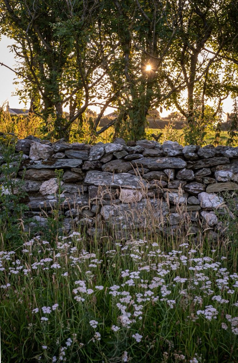 hodgetts_susan's tweet image. 'My heart a garden is, a garden walled/
That shuts the friends within, the world without.'

✍️ William Brooks 

#Wallsonwednesday 

©️ Mark Bolton Photography