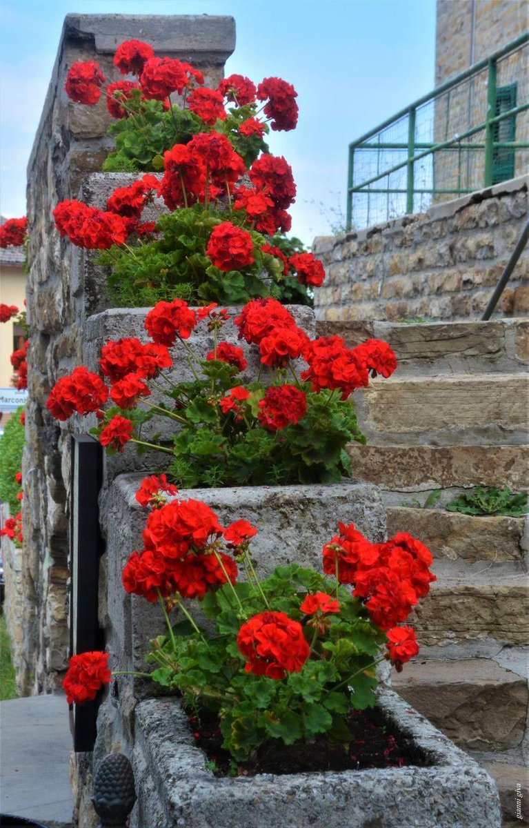 صباحكم ورد وعبيره