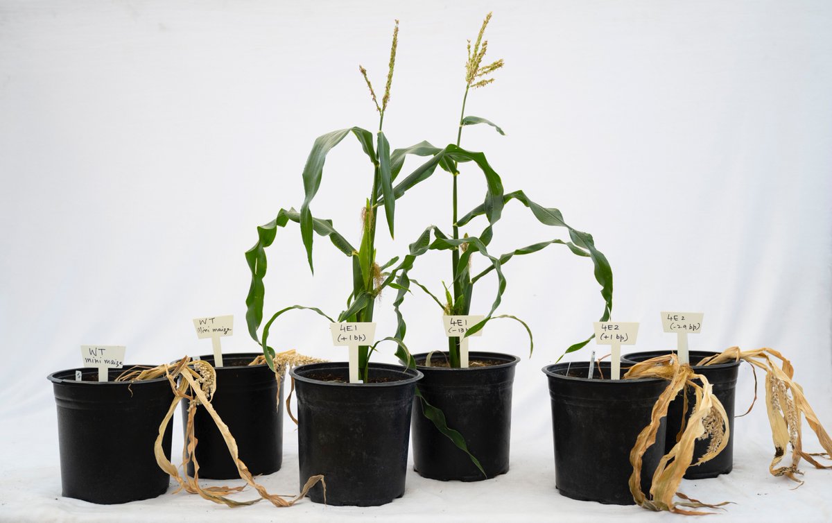 Zhengyu (Allen) tweet media