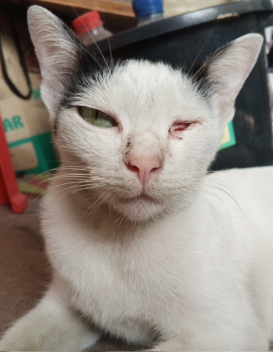 y0nqie's tweet photo. hi semua, aku open commis tp bayar sukarela untuk ngasih mamam stray cat inii (she already lost her right eye when i found her 😔) jadi apabila ada yg minat bisa contact melalui DM, terima kasih ❤️

payment can be done through e-wallet/ bank transfer https://t.co/RFJiVR6s1d