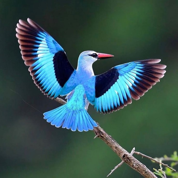 Woodland Kingfisher 🖤💙