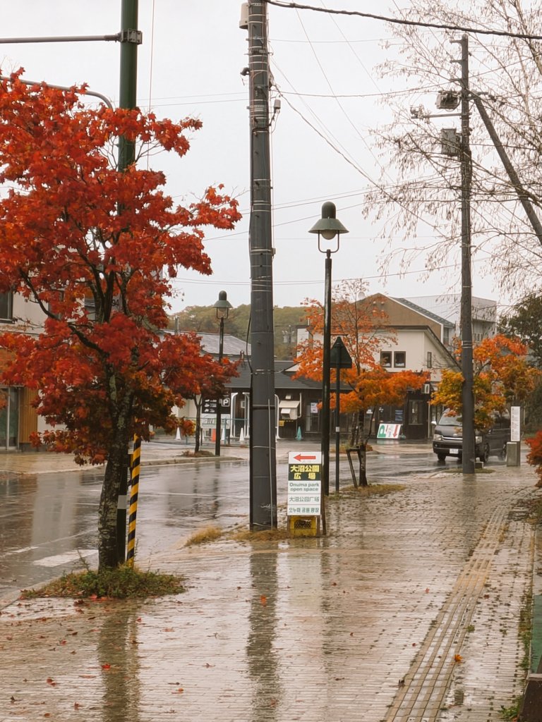 雨の大沼
紅葉🍁が一気に進みますなー
落ち葉🍂も増える
#大沼ブイワン　#紅葉はいい