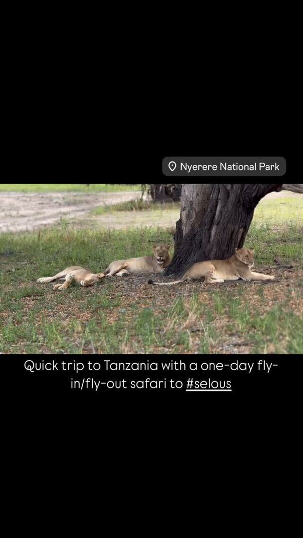 efdImages's tweet image. #tanzania #lions #pantheraleo #nikon #z6 #selous #nyerere instagr.am/p/DBc6ufRoeWT/