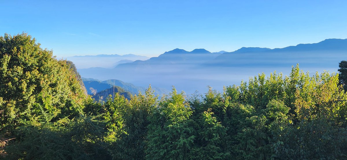 TaiwanHoy's tweet photo. A medida que bajan las temperatura, el Área Paisajística Nacional de #Alishan, en el distrito de Chiayi, comienza a dar la bienvenida a nuevas pinceladas de color. Así se ven los #arces verdes, los arces rojos de Taiwán, los cerezos y los árboles de #ginkgo en este parque.🍂🍁 https://t.co/CXE8cwMpZ7