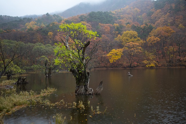 nulpuleunsonamu's tweet photo. 주산지, 청송, 경북, 한국🍂 https://t.co/NpNZ51nERU