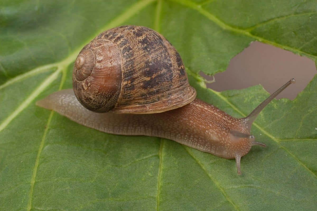 thelinkr's tweet image. Whats up with snails