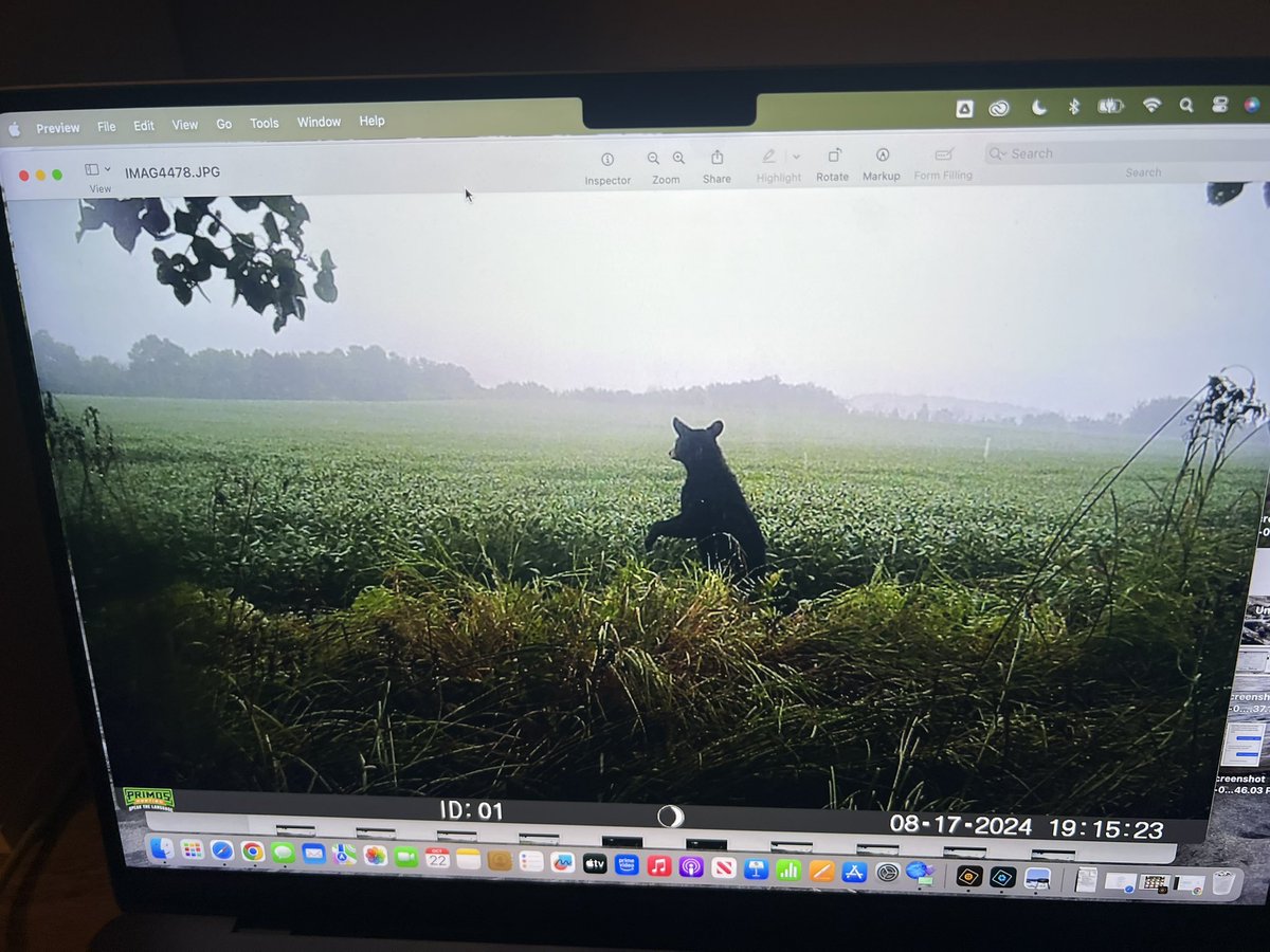 A bear 🐻 was crop scouting some beans at north ops this past summer #trailcampics
