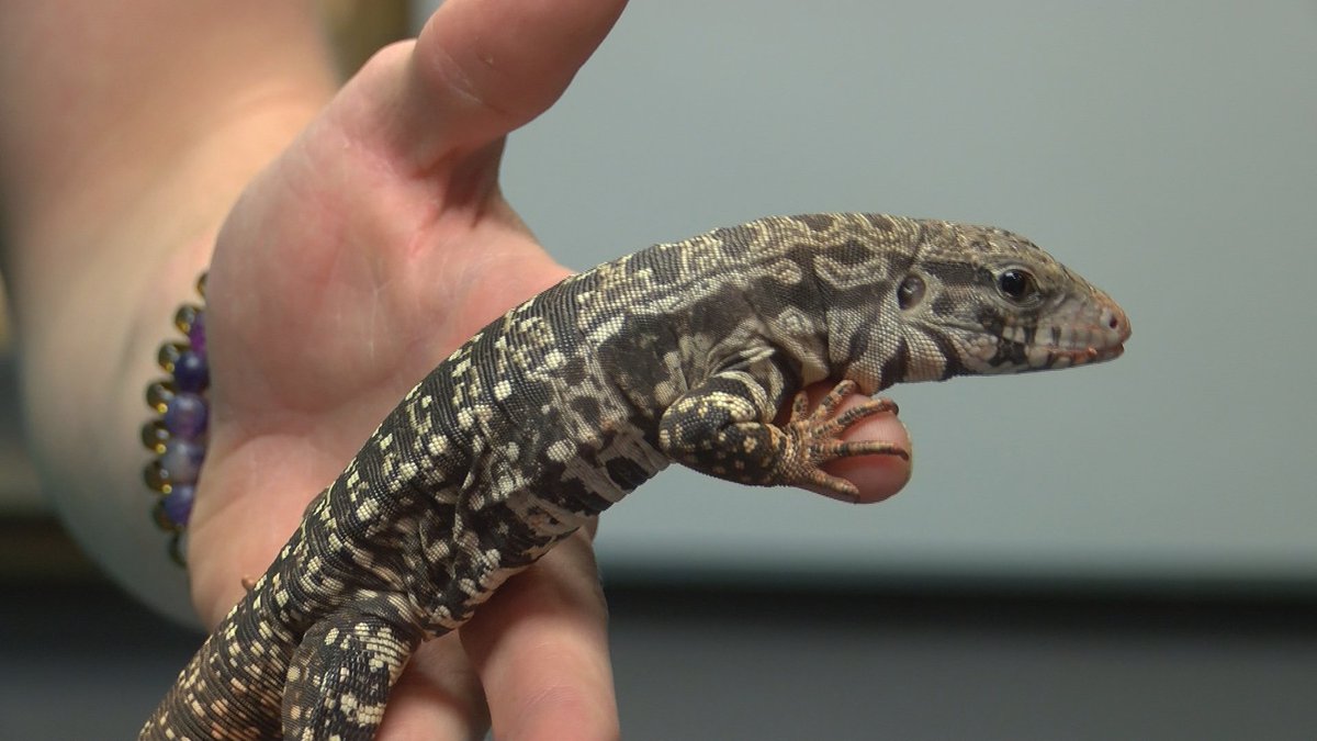 "It's a lot of bigger things that's being taken away than just an animal": Reptile lovers meet at LDWF to express concerns over proposed bans: tinyurl.com/4pyu62xp?utm_s…