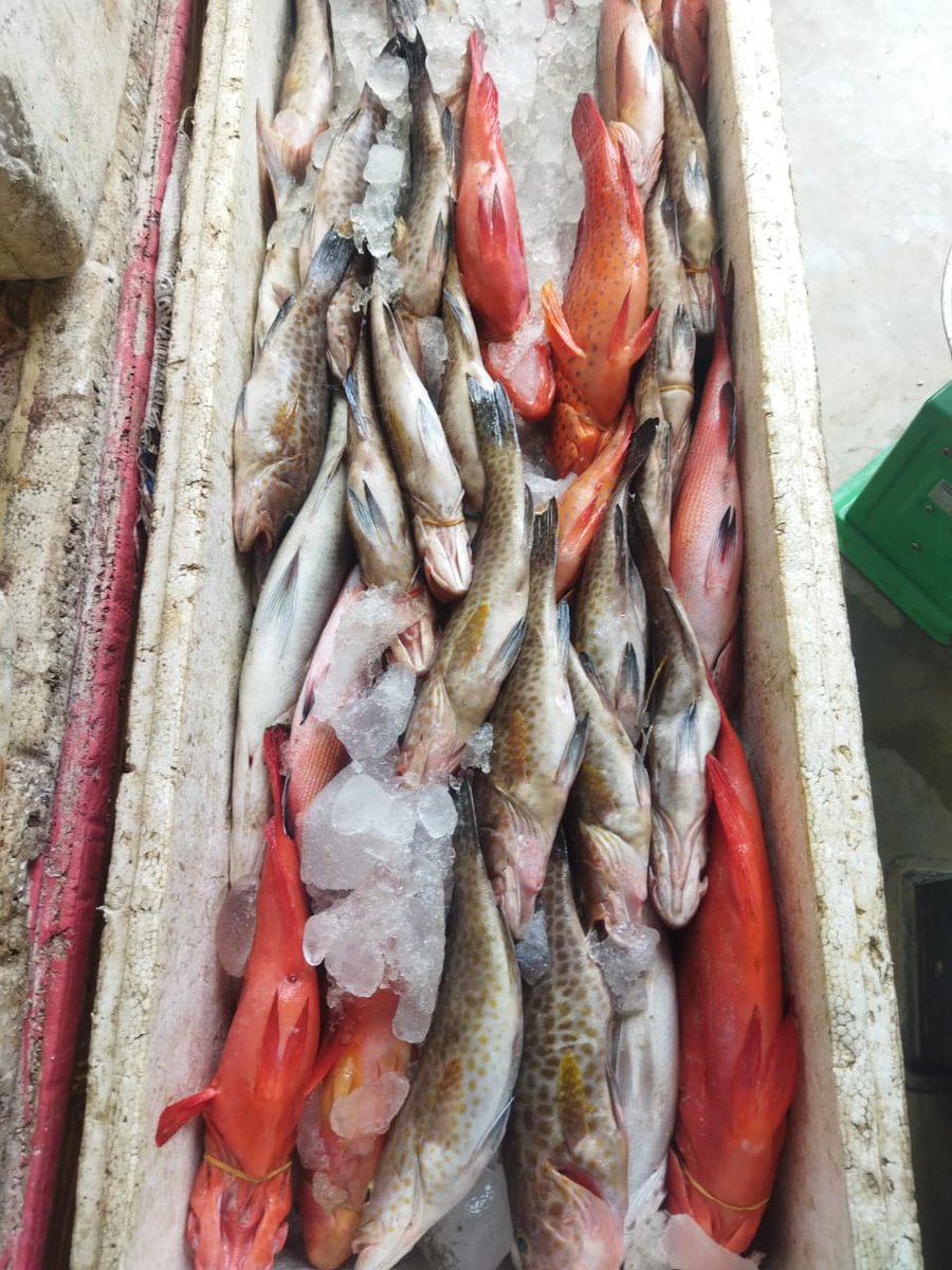 ansarullah670's tweet photo. Rabu, 22/10/2024, Much Ansharullah luhkan Banggai, d KUB Dalagan Mancing, ds Pulodalagan melaporkan  hasil tangkapan ikan Domersal dengan Pancing Rawai Dasar, sebanyak 80 kg, 30.000/kg
#GiatluhkanSatmingkalBitung
#NPPSDMKKP
#PuslatluhKP
#Bitumg
#Banggai
#Luhlapor
#Tangkap https://t.co/VcWbqUbaco