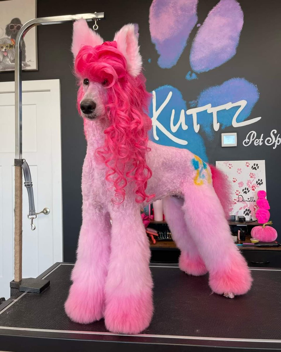 OoC_Ponyfilicos's tweet photo. @/opawz 
#dogs #pinkiepie #pinkpony #halloweendog #dogcostume #petstylist #poodle #pinkpoodle #cutedogs #opawz https://t.co/MRnBVvVUwI