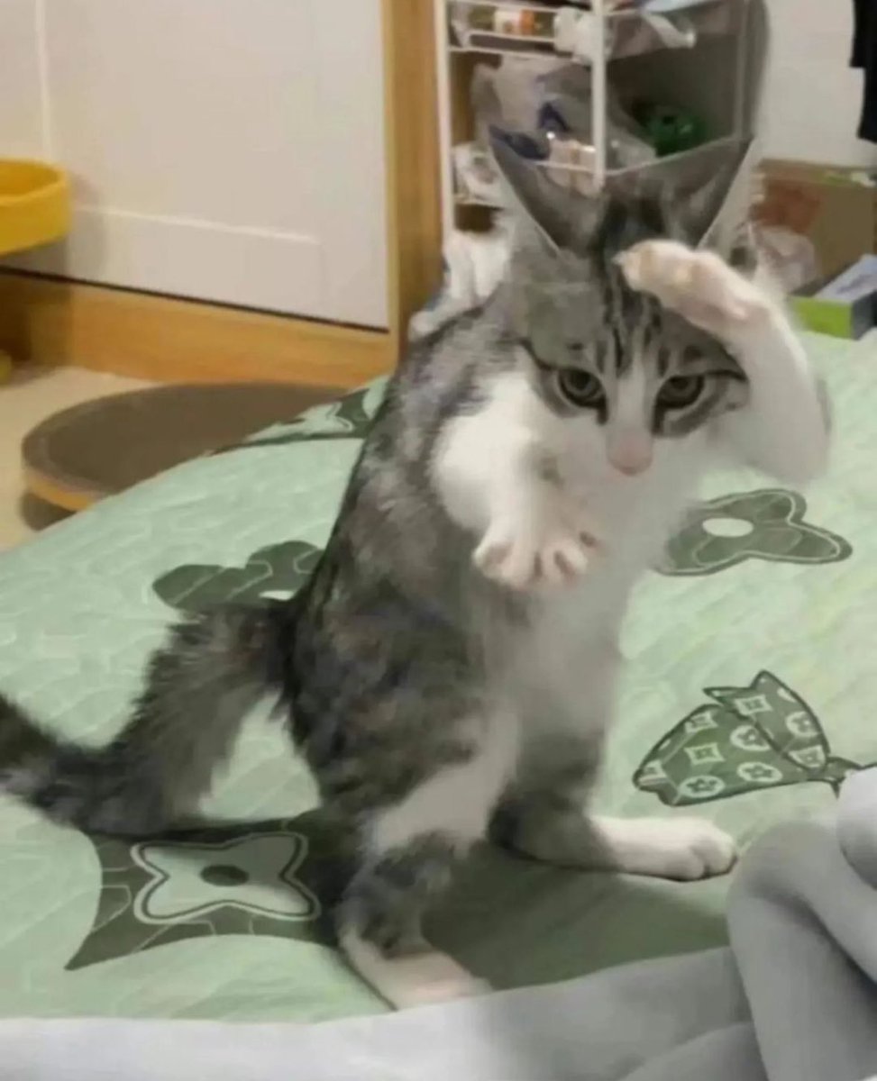 PunchingCat's tweet photo. me trying to explode you with my mind: https://t.co/rcrEm0uO8f