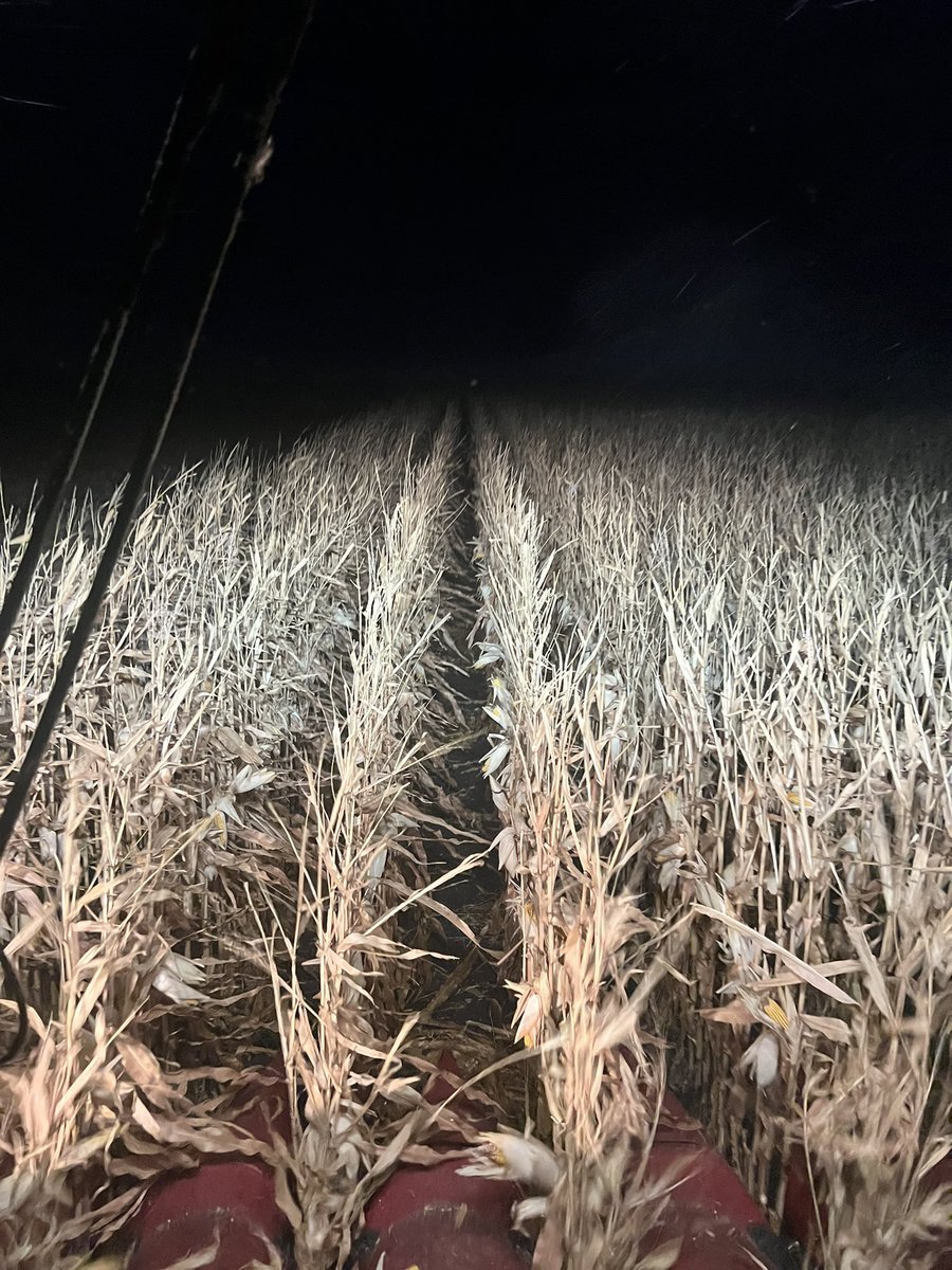 The pheasants are clearly unhappy with nights events