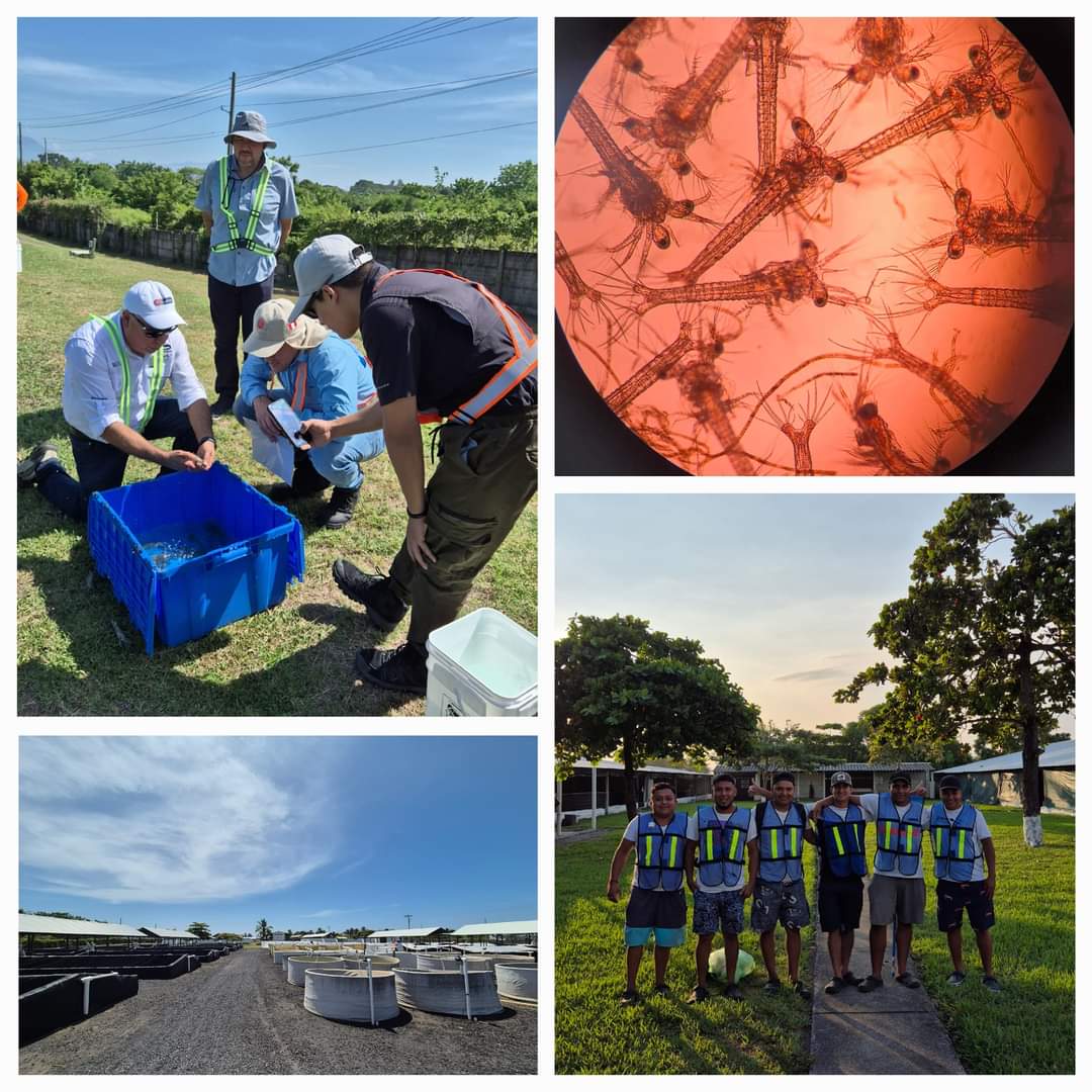 Comprometidos siempre con la acuacultura sustentable, equipo <a href="/Acuamaya/">Acuamaya</a> #Guatemala en auditoria de recertificacion Best Aquaculture Practices en nuestro hatchery La Candelaria, casa de la Maya Larva. <a href="/BAP_Seafood/">BAP Certification</a>
#MayaLarva #sustainable #responsible #aquaculture #GuateBestShrimp