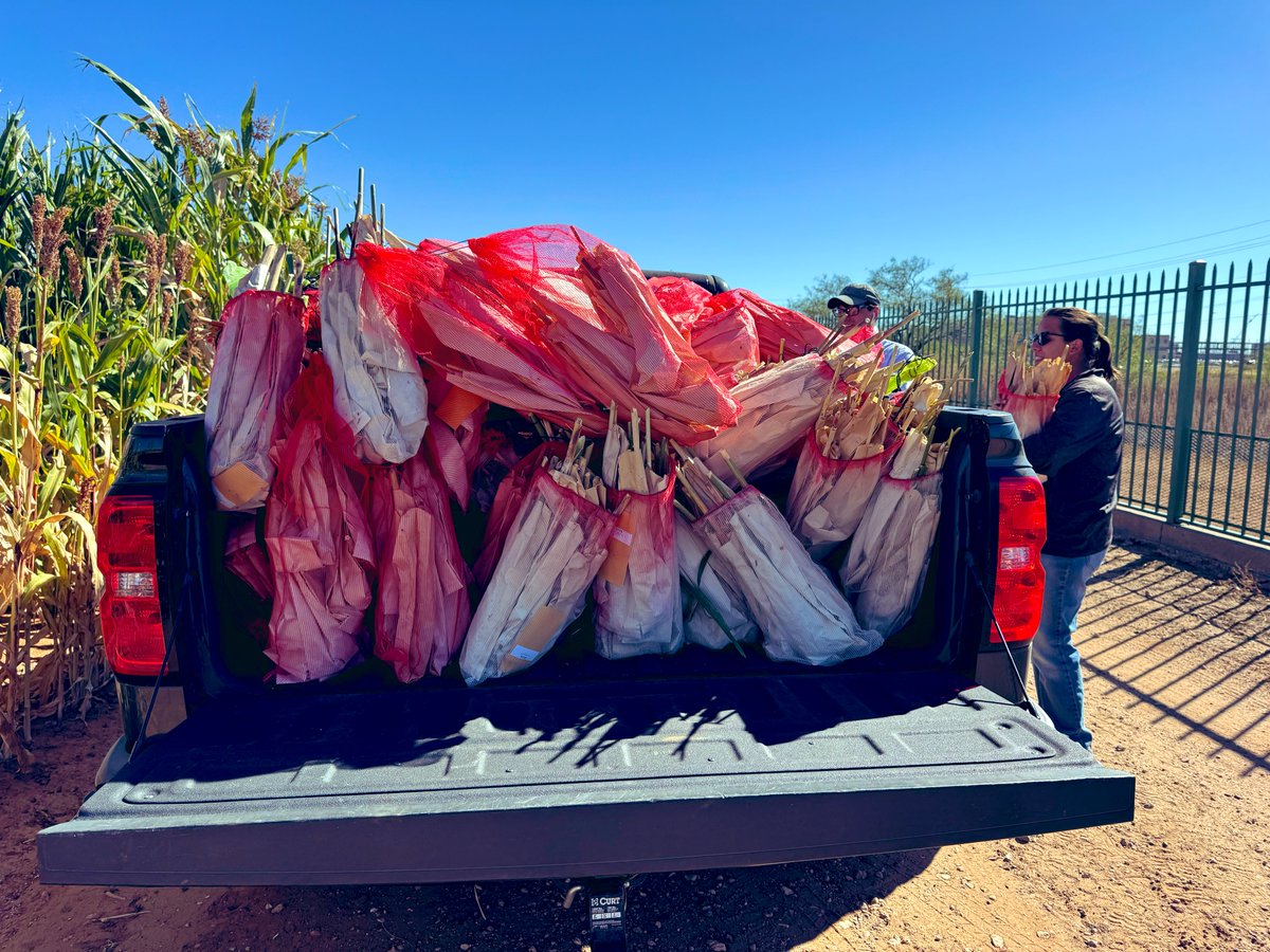 Pradeepku98's tweet image. Big shoutout to the #sorghum team! Wrapped up a long day harvesting tons of panicles and great progress toward producing pure seeds from SAP. Way to go! 🌱 #PlantBreeding #SorghumResearch #Teamwork
