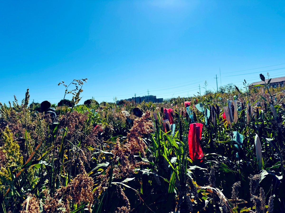 Pradeepku98's tweet image. Big shoutout to the #sorghum team! Wrapped up a long day harvesting tons of panicles and great progress toward producing pure seeds from SAP. Way to go! 🌱 #PlantBreeding #SorghumResearch #Teamwork