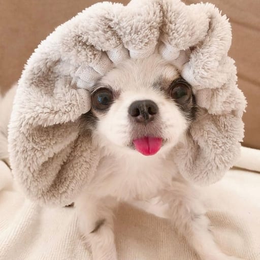 Base Wrapped Dog tweet media