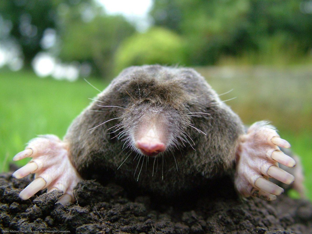 Happy #MoleDay! Right now, it's 6:02am on 23 October, aka 6:02 10/23 in the US date format. Chemists out there will notice this date and time resembles Avogadro's number, a basic measuring unit, which defines the number of particles in one mole of substance.