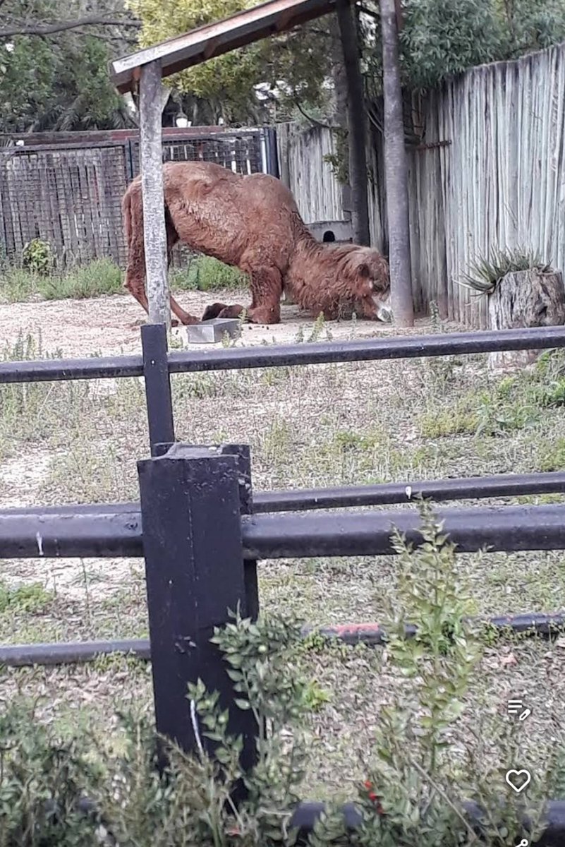 Agost0o's tweet photo. @AguanteCerebro Esta foto es de hace 3 años, da cuenta de las condiciones deplorables en las que tienen a los animales (porque aunque no puedan ser trasladados podrían mejorar sus recintos y condiciones de vida) este dromedario no podía pararse, estaba inmovilizado comiendo insectos. Tristisimo https://t.co/KhHSt2Iswp