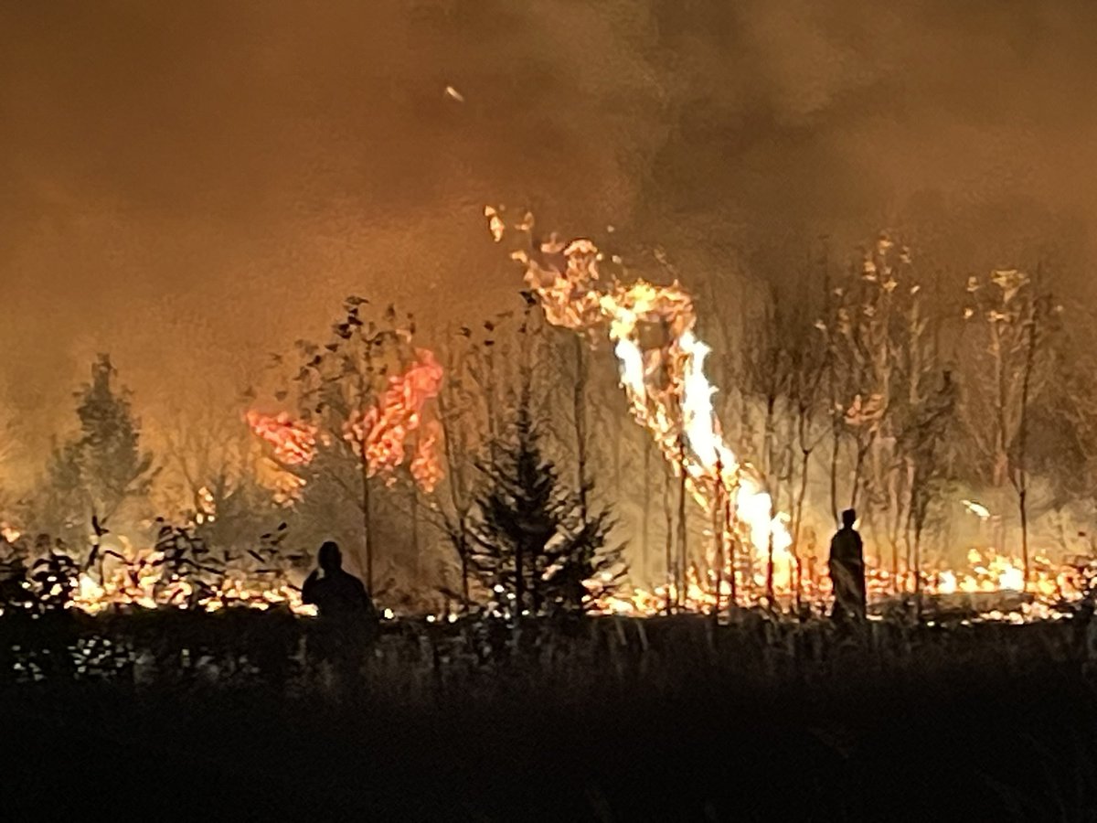 in the wetlands tonight