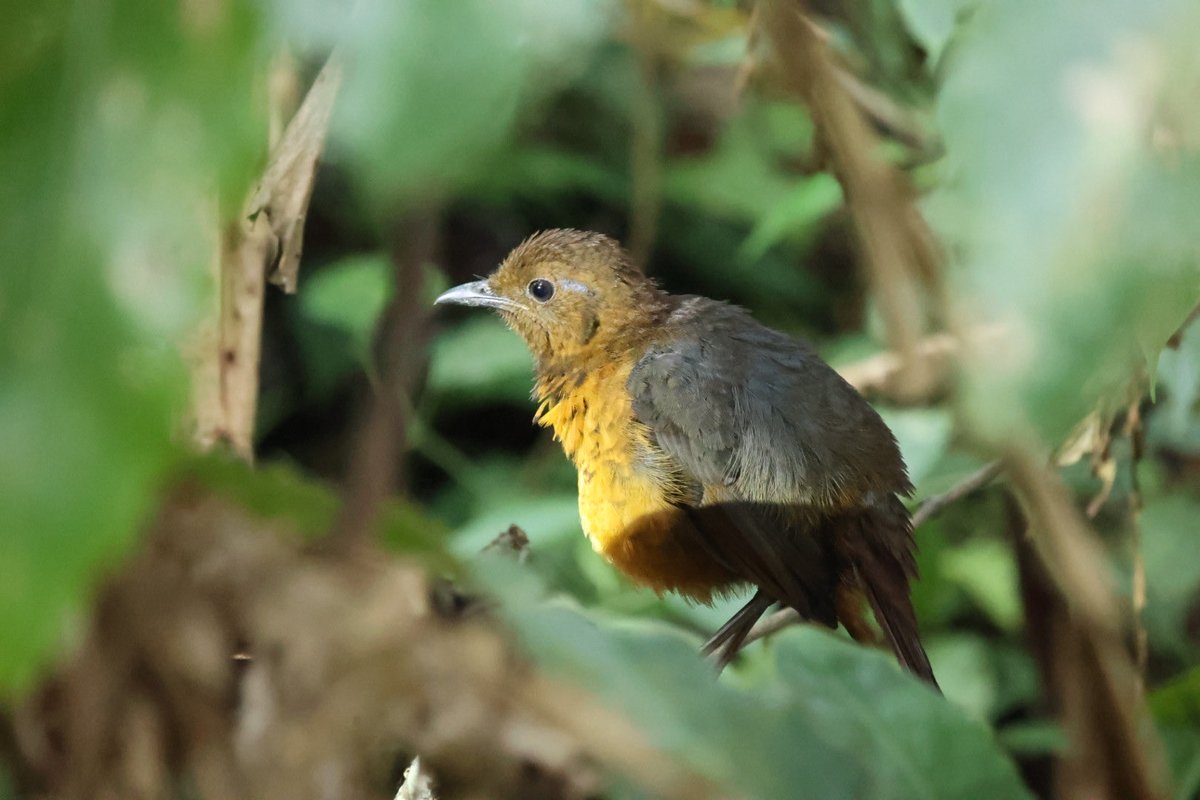 fraser mcconnell tweet media