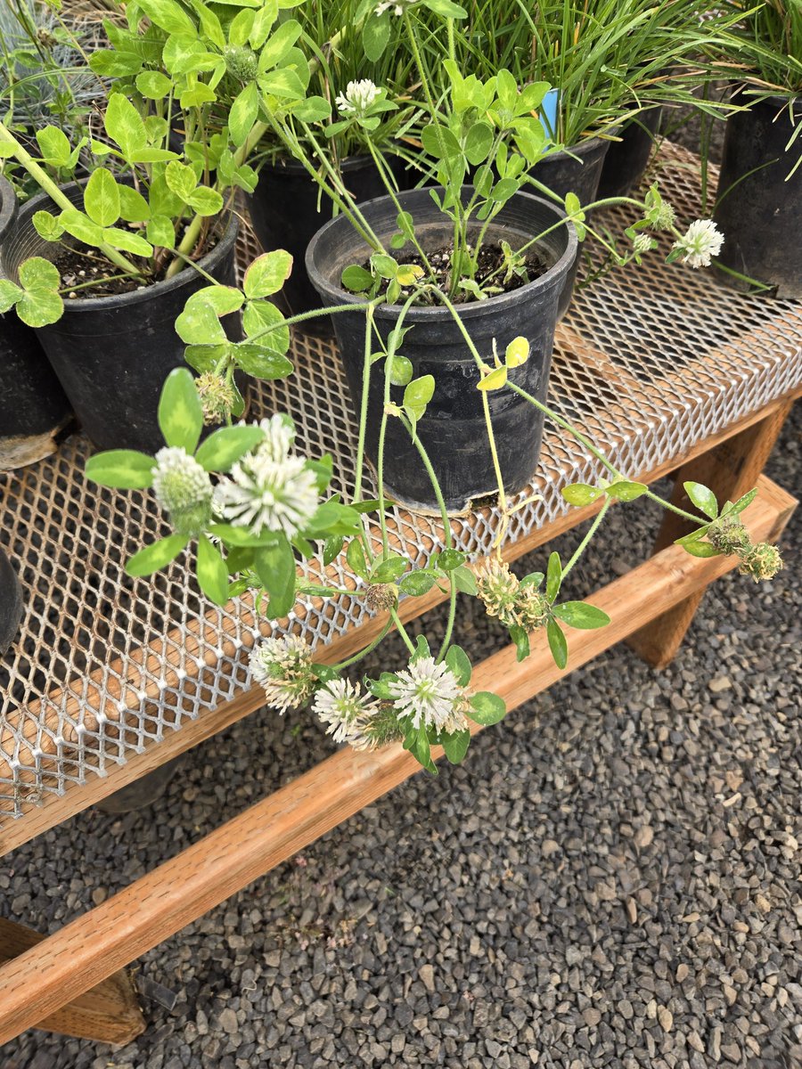 Jerry Hall tweet media