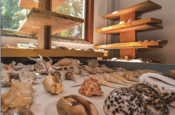 zhu_alice50849's tweet image. 🔍🏡 In his home, Zhang Xingan showcases the beauty of shells and the mysteries of nature. Join him on this journey through the cosmos and ocean! 🌠#ShellMuseum #NatureLovers