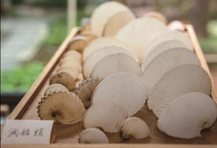 zhu_alice50849's tweet image. 🔍🏡 In his home, Zhang Xingan showcases the beauty of shells and the mysteries of nature. Join him on this journey through the cosmos and ocean! 🌠#ShellMuseum #NatureLovers