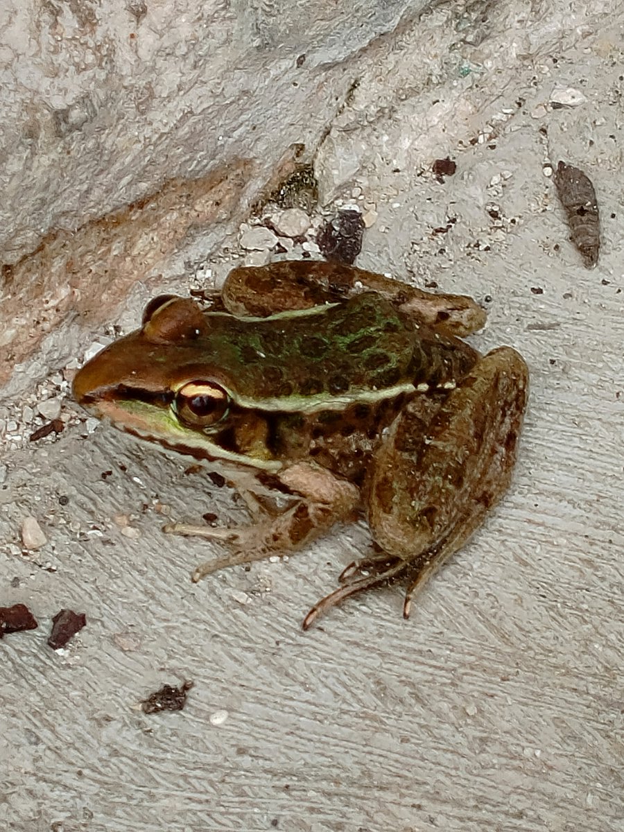 ClauMata's tweet photo. This leopard frog showed up today close to a sinkhole 💚 https://t.co/hiu1nZsArM
