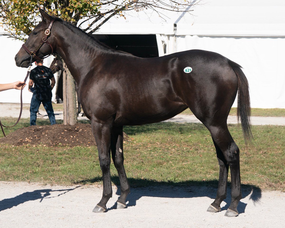 FTCBreds's tweet photo. New York Breds !! Selling Hip # 821 &amp; Hip # 934 Wednesday October 23rd at Fasig-Tipton October Yearling Sale. By sires Vekoma and Higher Power.
@nytbreeders @spendthriftfarm @darbydanfarm https://t.co/JW55kdhi8v