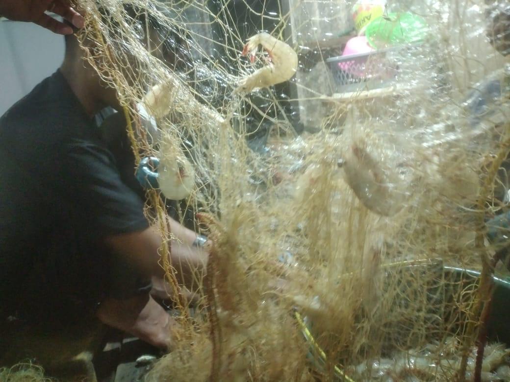 arhas_hakim's tweet photo. Rabu, 23/10/24, Arif Hakim Saadi, Luhkan Kotabaru, mlaporkan hsl tngkpn dgn trammel net, oleh plku utma an. Nyemang desa S. pasir dgn hsl tangkpn udang  putih sbnyk 2 kg,  harga Rp. 50.000/kg. Udang bintik 4 kg hrg Rp. 30.000/ kg. #GiatluhkansatminkalBWI #kotabaru #luhlapor https://t.co/u5VHjL5HBS