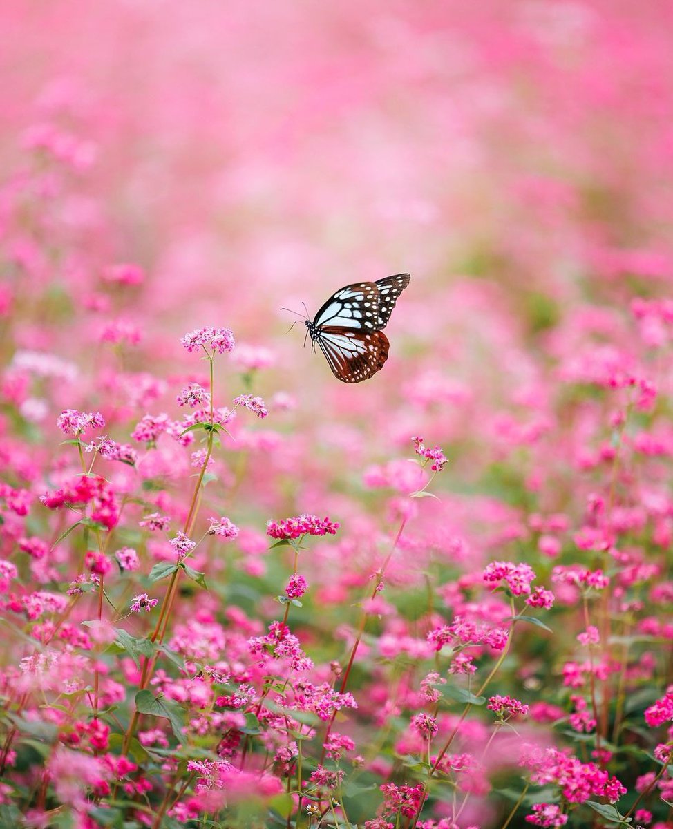 🎌🌷єηʝσу уσυя ∂αу🌷🎌

          ву уυкιιι_ƒℓєυя -тαкαησ 🇯🇵