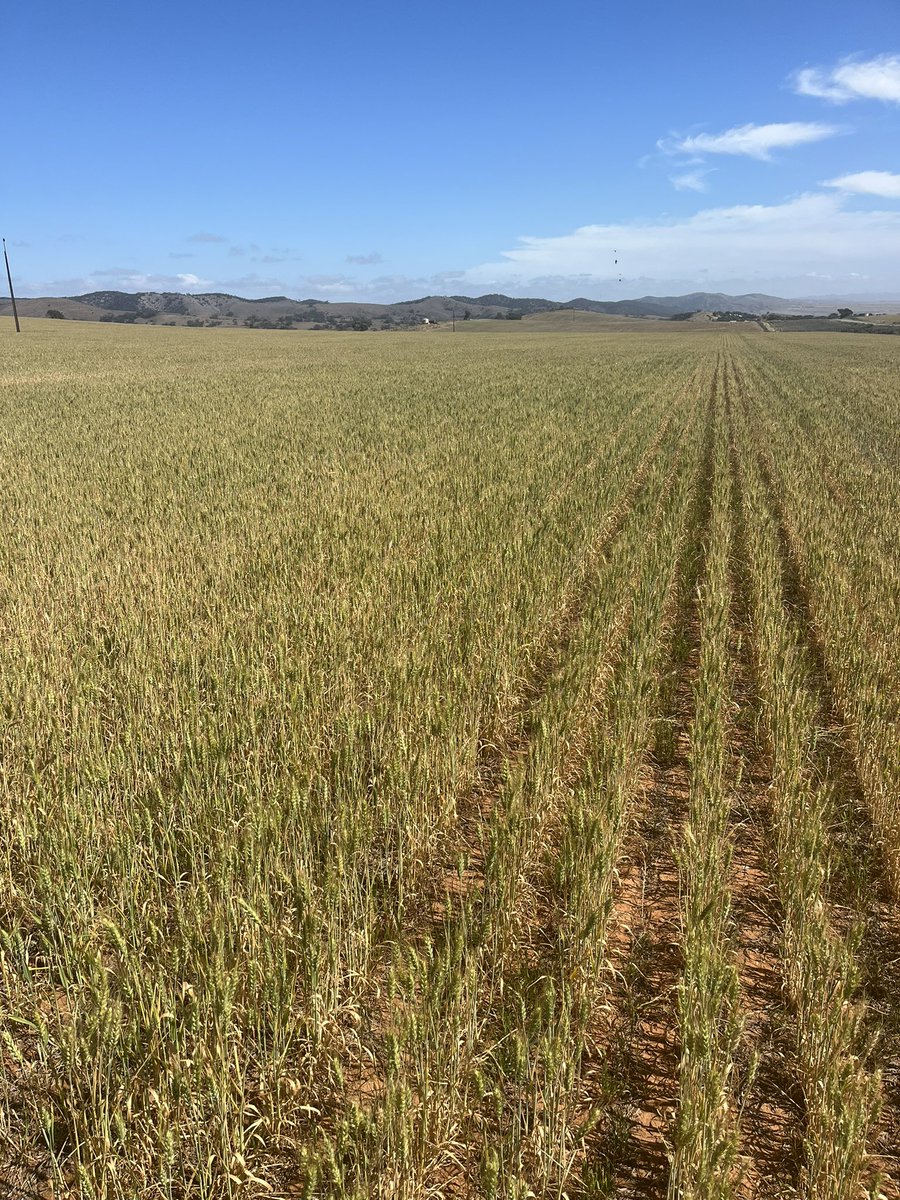 ConnorFuss's tweet image. Wheat sown with a disc and grown on 106mm since January before this last rainfall event. Has now had a top up of 40mm to help fill but somewhat phenomenal to be looking as good as it was pre rain. Thinking it possibly tapped into moisture from ‘22 on the back of lentils in ‘23