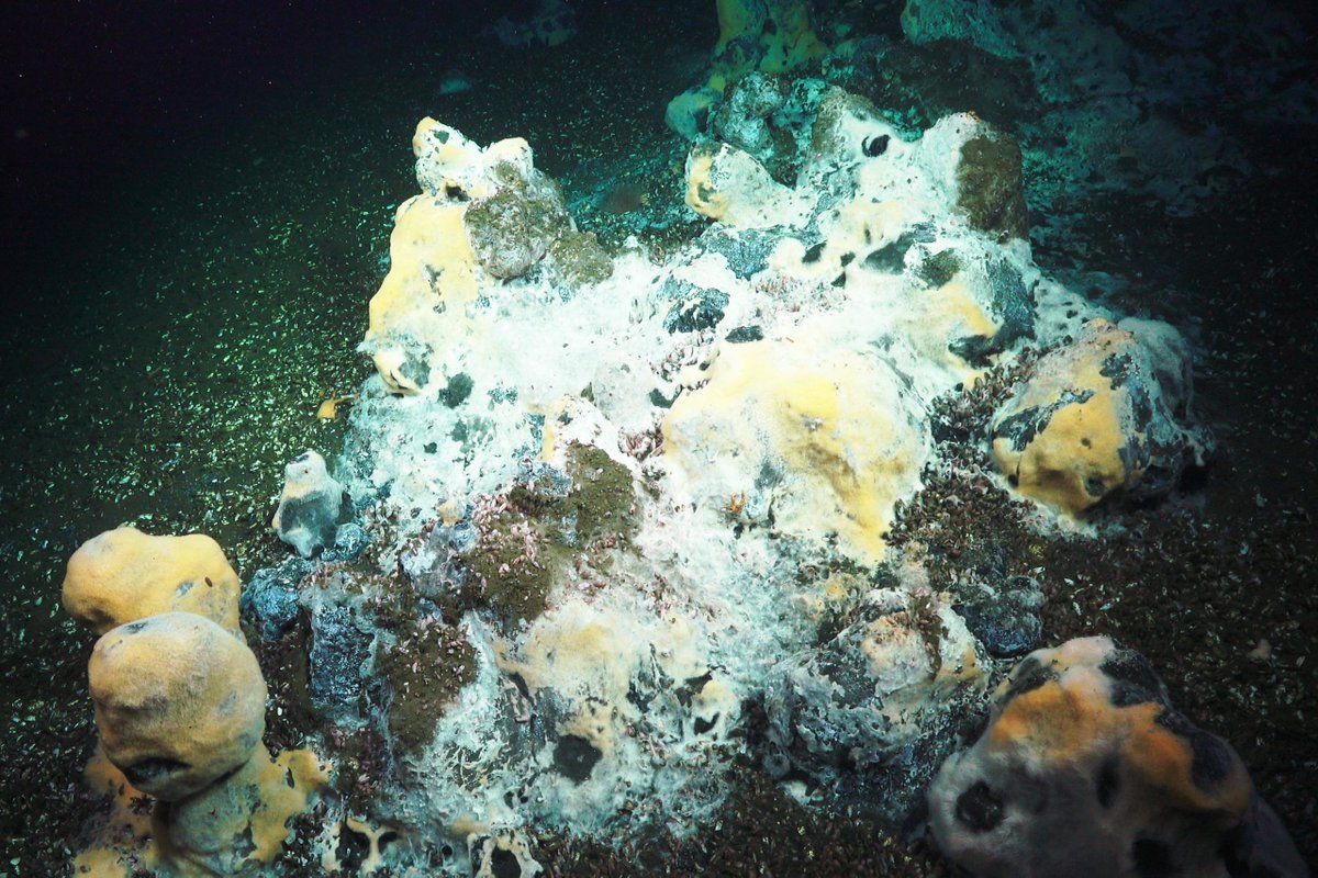 DOSI (@deepstewardship) on Twitter photo 🌊 LIVE STREAM FROM THE DEEP SEA 🌊
Join scientists explore unexplored canyons & methane seeps along Chile’s coast!
📺 Watch live: buff.ly/3YiZm3W
🗓️ Stream available Oct 11 – Dec 5 #ChileMargin2024
🎥 Past dives: buff.ly/3YxwHt3
<a href="/SchmidtOcean/">Schmidt Ocean</a> <a href="/challenger_150/">Challenger 150</a> 🌊 LIVE STREAM FROM THE DEEP SEA 🌊
Join scientists explore unexplored canyons & methane seeps along Chile’s coast!
📺 Watch live: buff.ly/3YiZm3W
🗓️ Stream available Oct 11 – Dec 5 #ChileMargin2024
🎥 Past dives: buff.ly/3YxwHt3
<a href="/SchmidtOcean/">Schmidt Ocean</a> <a href="/challenger_150/">Challenger 150</a>