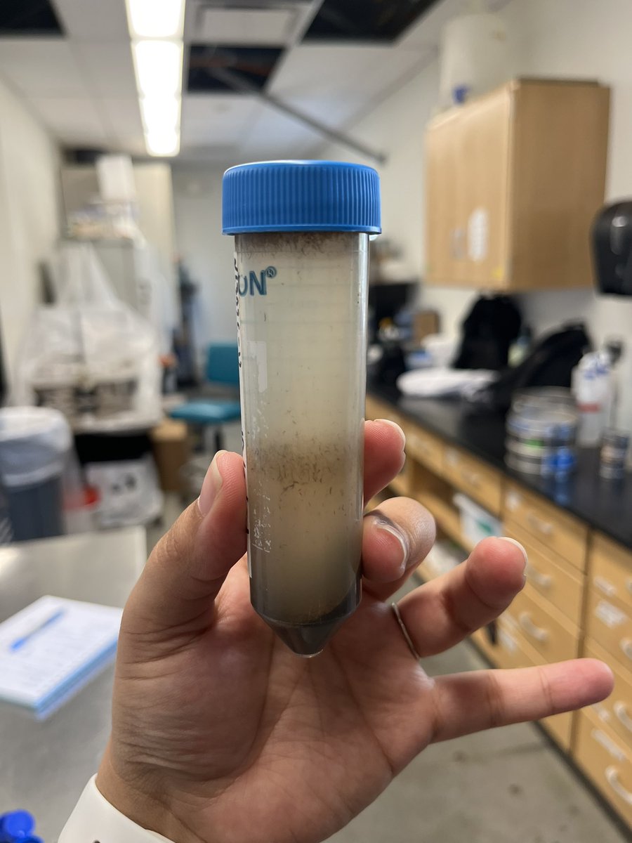 Deeply honored and grateful for getting trained by the amazing people from <a href="/FungiInvam/">INVAM</a> in Lawrence, KS! Learned a lot about spore extraction &amp; taxonomy from the brilliant team. Exciting new study and future collaborations ahead!