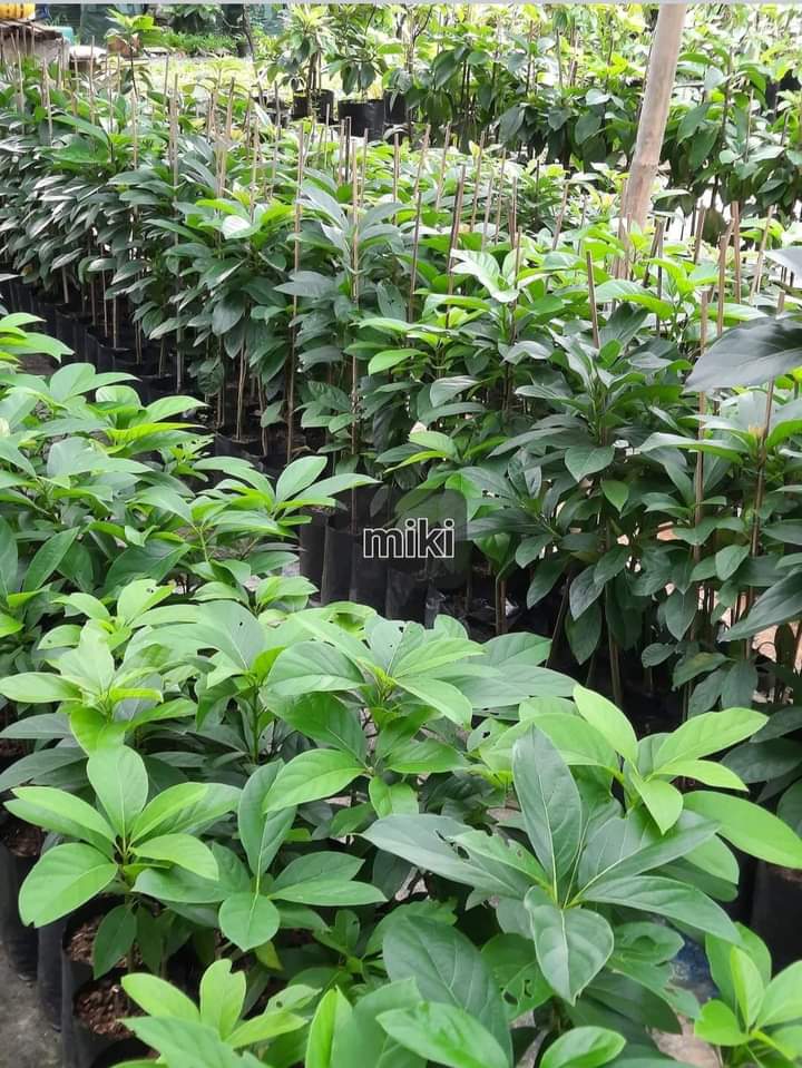 daunjaya's tweet photo. @ridwanhr Bibit Alpukat. Hasil perbanyakan sambung pucuk.
Info: 085697397496 https://t.co/GVtb5n1MxH