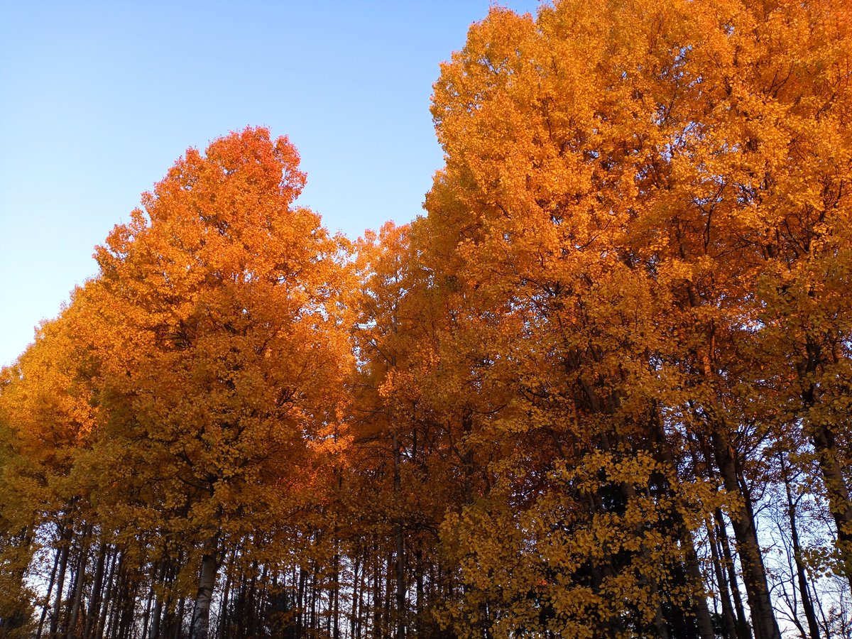 Trees.