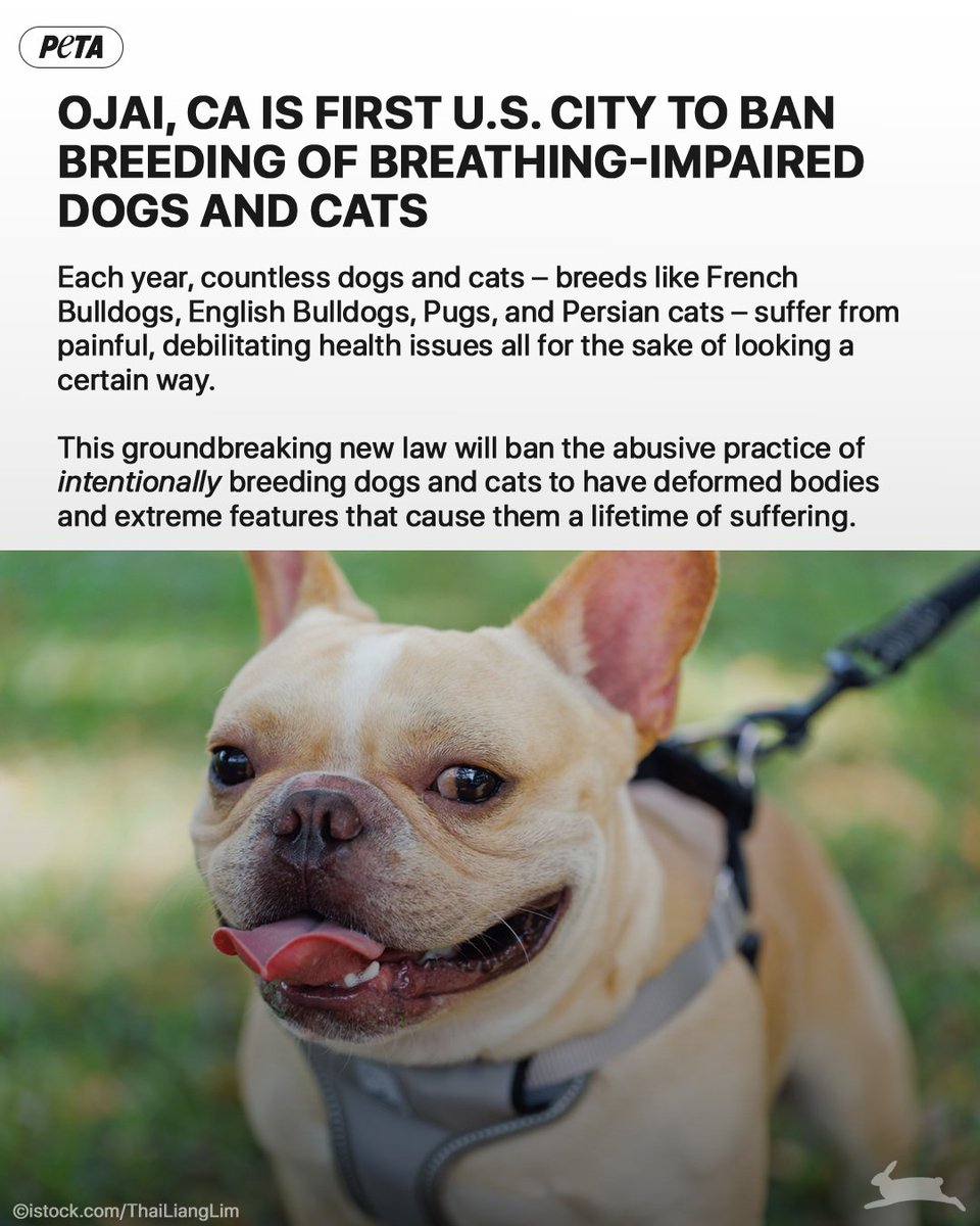 🎉Ojai is the FIRST CITY IN THE U.S. to ban the breeding of breathing-impaired dogs and cats! 

The law will protect French bulldogs, English bulldogs, pugs, and Persian cats—who struggle just to breathe due to their extremely flat faces. peta.vg/3ywr