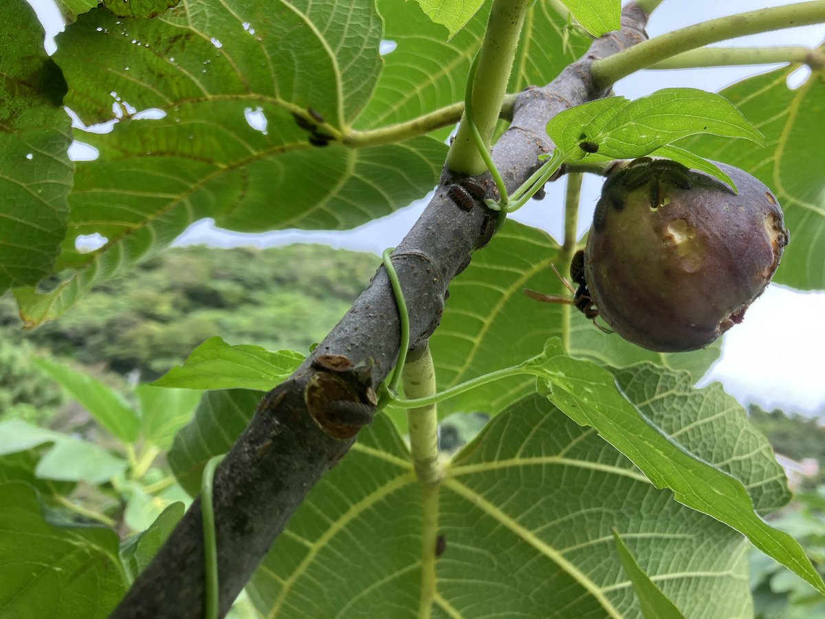 ダンゴムシは、益虫と言われているが、木に登り食害しているじゃ。

隣の畑の人は、ダンゴムシは、駆除した方がいいと言うじゃ。師匠に聞いたら、ほっておけと言うじゃ。

だか、今日のダンゴムシの勝手を見て、許せなくなったじゃ。
県の試験場にも相談して、駆除するかのう。