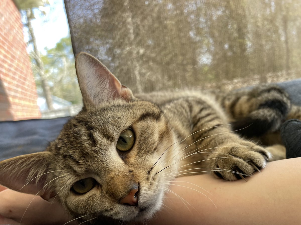 Solar_Femboy's tweet image. Cat but awake