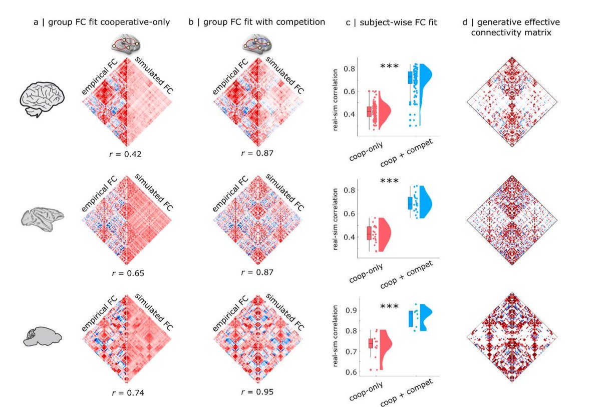 Alessandro Gozzi (@gozziale.bsky.social) (@gozzi_ale) on Twitter photo Exciting new work by <a href="/loopyluppi/">Andrea Luppi</a> &⭐️coauthors showing that in 👨🦰🐵🐭 large-scale modelling of fMRI activity is largely improved by accounting for *competitive* interactions between areas (i.e. assuming that when one area is active, another quiets down)
➡️tinyurl.com/2wsr4nnf Exciting new work by <a href="/loopyluppi/">Andrea Luppi</a> &⭐️coauthors showing that in 👨🦰🐵🐭 large-scale modelling of fMRI activity is largely improved by accounting for *competitive* interactions between areas (i.e. assuming that when one area is active, another quiets down)
➡️tinyurl.com/2wsr4nnf