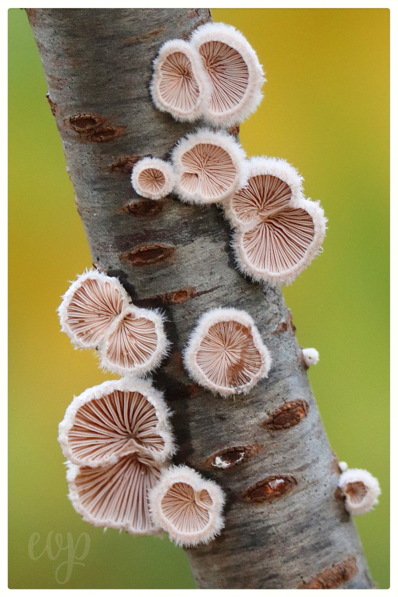 Dit zijn 'waaiertjes' Het is 's werelds meest verspreide paddenstoel, hij komt voor op elk continent behalve Antarctica.