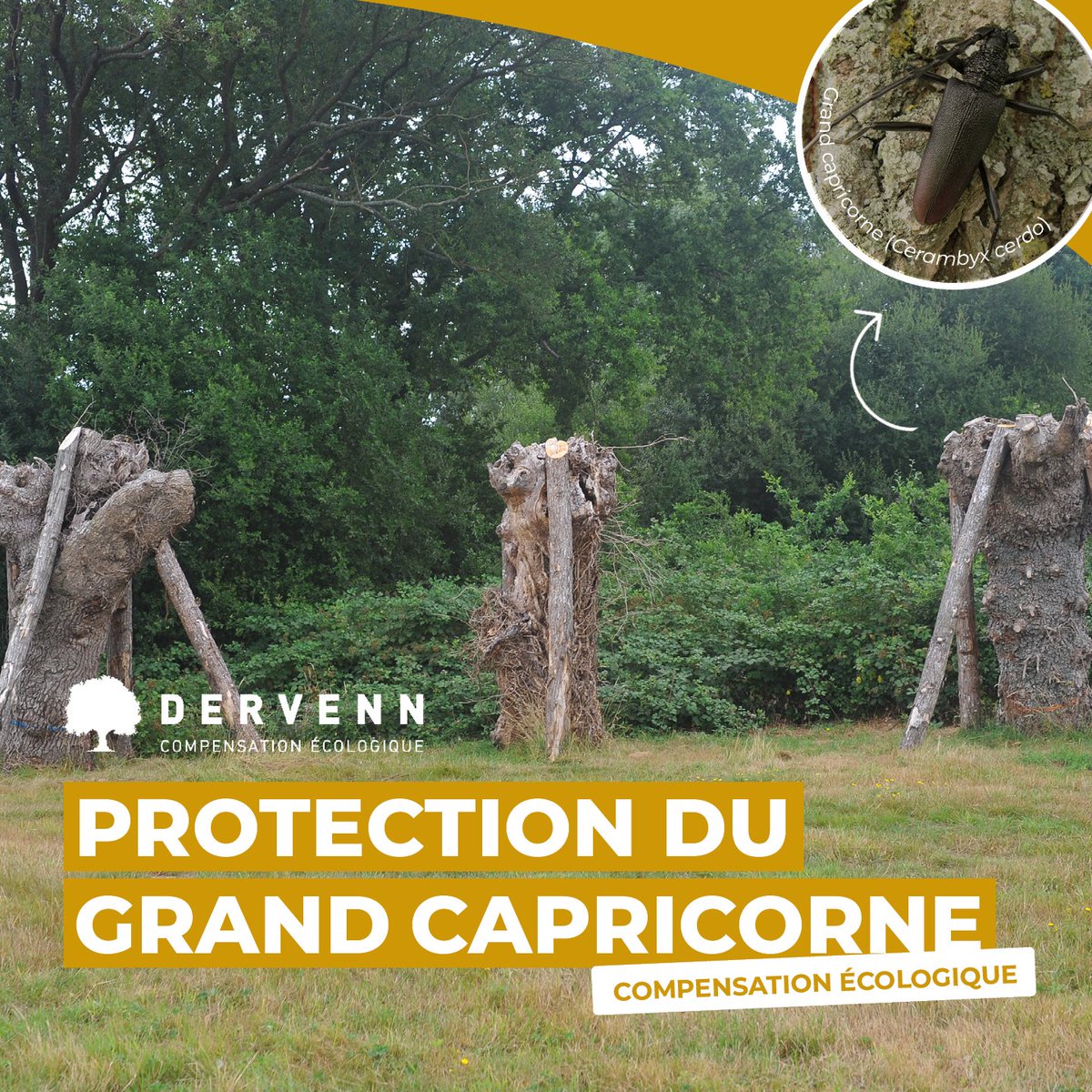 Le Grand capricorne, coléoptère protégé en France, vit dans les vieux chênes. Dans le cadre de projets menaçant son habitat, des mesures compensatoires sont mises en place : déplacement de fût de chêne colonisé, travail d'éclaircie &amp; mise en sénescence de haie bocagère/ boisement