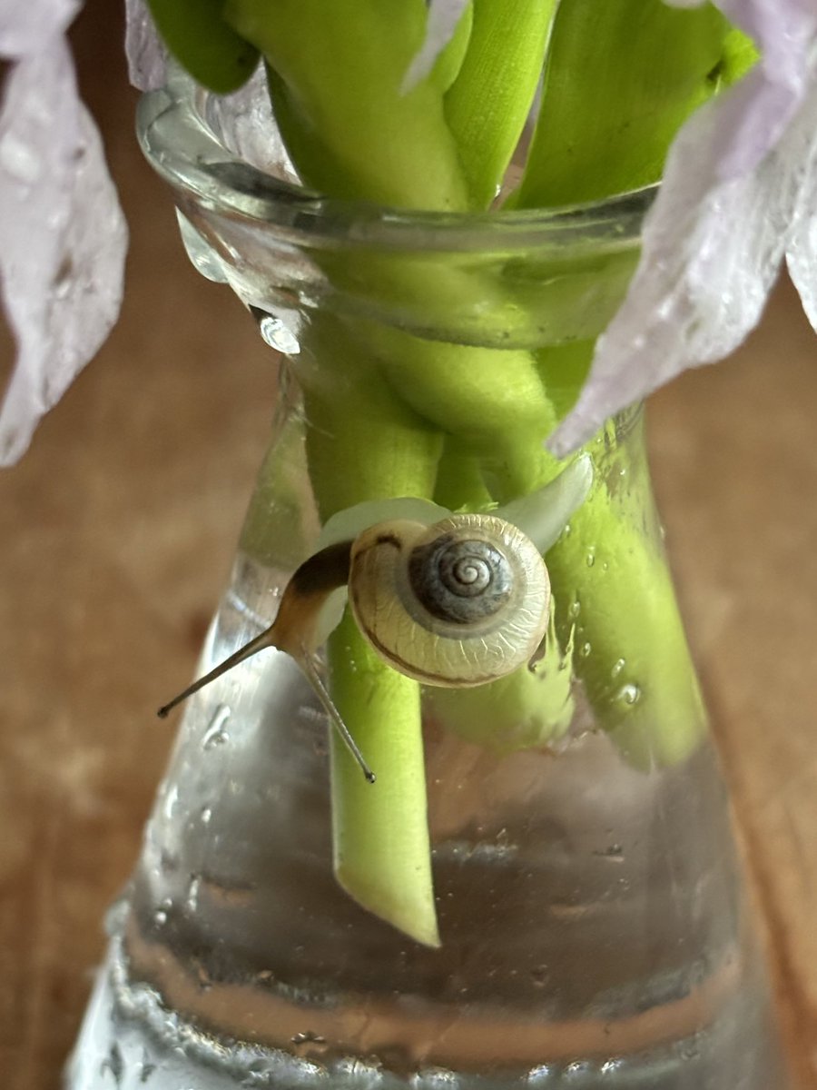 今日のいろ、帰宅すると今朝開いたホテイアオイが雨を浴びてキラキラしていた。大気の色、それはヴァイオレットだ──と云った画家がいたけれど、今日はその通りかもしれない。睡蓮鉢の縁にいた友だちはそれはそれは気持ちよさそうに、小雨の降るヴァイオレットの空気の中へ消えてったよ…🐌♪