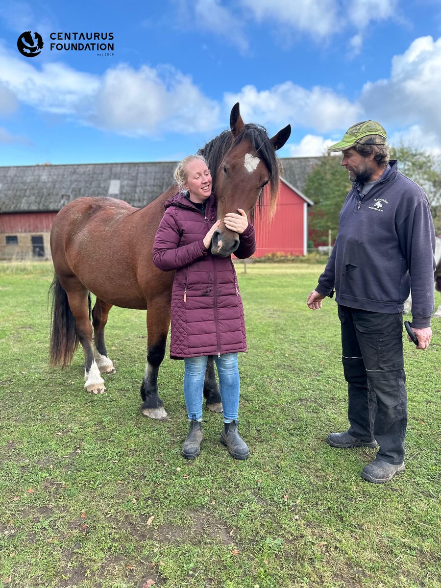 centaurus_found's tweet photo. During our visit to Sweden, we stopped at a place that has become a real refuge for three of our adoptive charges: Jogurt, Zuzi, and Calineczki!!! The owner, who took them in over two years ago, has created for them a home that is every horse's dream!!! Huge pastures, surrounded by the silence of nature, give them the freedom every horse's heart desires!!! Dirty, happy, full of life - this is what truly happy horses look like!!! We look with gratitude at how wonderfully they have found themselves here!!! Thank you for this adoption, for a place where horses can be themselves, where freedom has no boundaries!!!

This is truly one of the best places in the world!!!