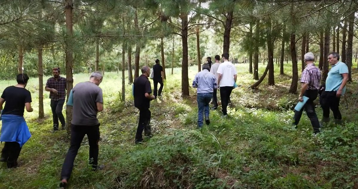 coniferas+ tweet media