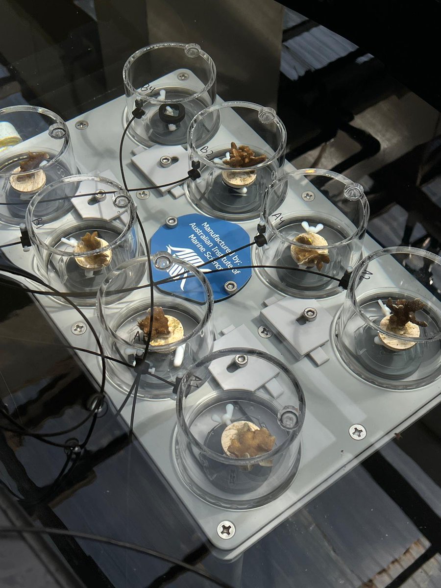 GuamEPSCoR's tweet image. Guam NSF EPSCoR student researcher Anela Duenas has been extracting DNA from Acropora pulchra &amp;amp; Pavona decussata samples for qPCR analysis to understand he distribution of Symbiodiniaceae.  Stay tuned for more updates on her research findings! 

#Guam #UOG #EPSCoR #Research #DNA