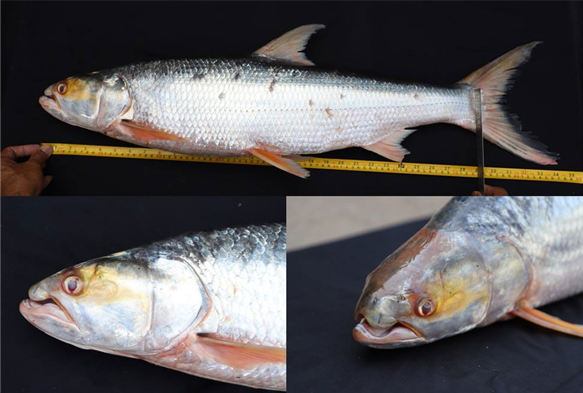 ObsMip's tweet photo. [Actu #Science #CRBE] Redécouverte du saumon-carpe géant du Mékong, un méga-poisson emblématique mais insaisissable 🐟 
Travaux publiés dans #Biological #conservation impliquant Sébastien Brosse et ses collègues
➡️https://t.co/TZM7KGlByu https://t.co/8f2jv86BXE